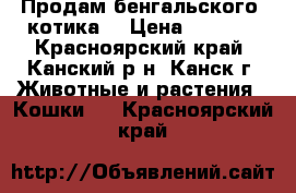 Продам бенгальского  котика. › Цена ­ 8 000 - Красноярский край, Канский р-н, Канск г. Животные и растения » Кошки   . Красноярский край